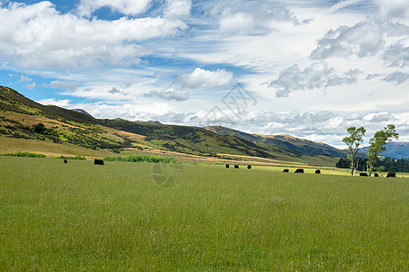 新西兰南部的风景图案情绪旅游树木乡村公园国家棕色奶牛旅行场地图片
