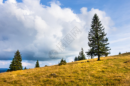 德国南部附近的风景景观黑色黄色白色树木蓝色草地天空绿色乡村植物图片