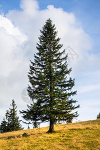 德国南部附近的风景景观天空地平线黄色乡村绿色森林白色植物树木草地图片