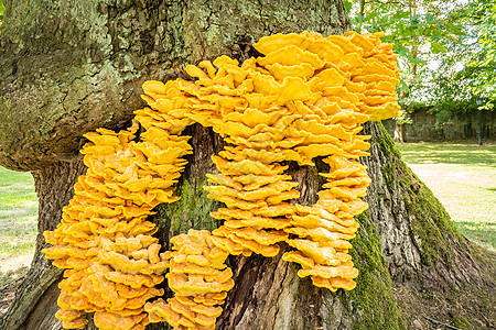 支架真菌橙子森林树木菌类植物食物橡木季节木头架子图片