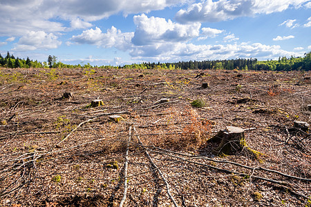 德国南部的露天林外风景天空甲虫林业木头木工人森林农业灾星树皮记录图片