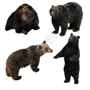 以白色背景隔离的日本棕熊具有以下特性之一图片