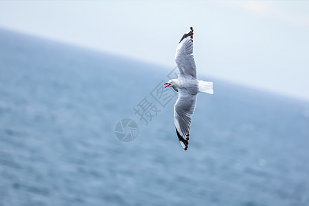 海鸥在海洋上空飞行风景白色空气动物群天空动物蓝色地平线倾斜图片