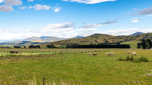 新西兰南部的风景图案国家旅行农业公园旅游植物群场地天空森林乡村图片