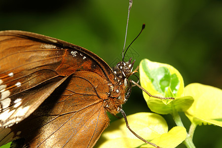 紧紧的棕蝴蝶热带昆虫荒野眼睛昆虫学环境棕色触角斑点蓝色图片
