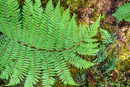 新西兰典型的蕨类植物中心环境黄色花园热带植物群绿色叶子公园森林图片