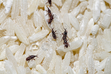 紧闭大米虫吃大米饮食食物漏洞动物群种子鼻子谷物生物叶子美食图片