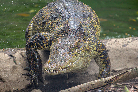 来自泰兰河的鳄鱼攻击食肉两栖皮肤公园银行爬虫沼泽盐水捕食者野生动物图片