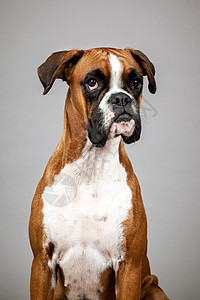 德国拳击手动物群棕色舌头白色宠物小狗猎犬警卫忠诚动物图片