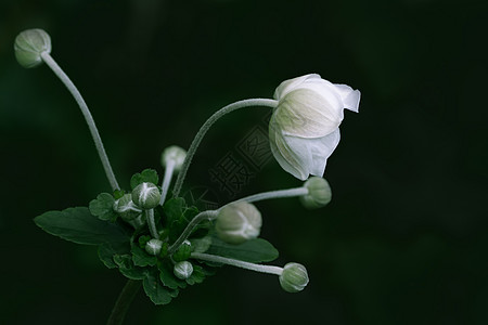 阿内莫尼豪贝森白花花朵海葵宏观季节白头翁植物群花瓣花园粳稻植物图片