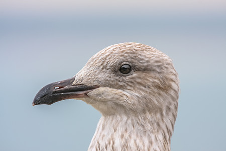 海鸥头部详细背景背景鸟头眼睛动物相机荒野羽毛海鸟账单成人动物群图片