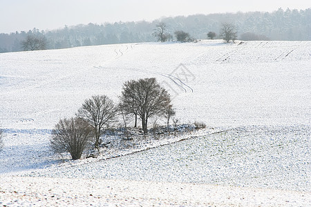 有树木的雪景图片