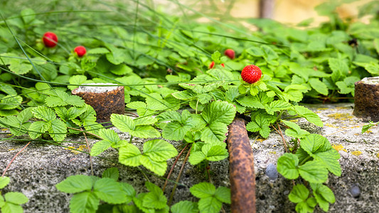 花园里的野草莓浆果水果绿色叶子红色食物图片