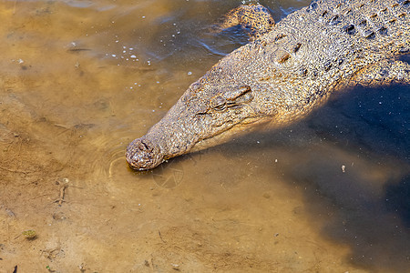 澳大利亚鳄鱼皮肤牙科荒野红色野生动物捕食者动物攻击爬虫猎人图片