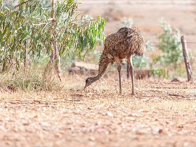 澳大利亚的Emu Bird国家沙漠旅行公园荒野动物鸟类岩石动物群羽毛图片