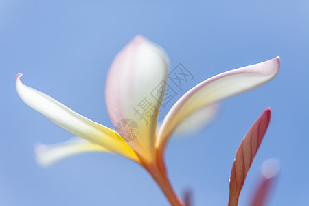 白色和黄色的弗朗吉帕尼花朵叶子衬套蓝色花园情绪天空植物群绿色植物热带图片