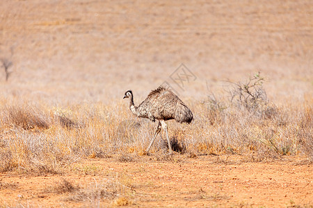 澳大利亚的Emu Bird鸸鹋公园鸟类沙漠动物旅游野生动物旅行羽毛荒野图片