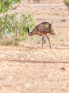 澳大利亚的Emu Bird旅行动物动物群公园鸟类荒野生活沙漠鸸鹋野生动物图片