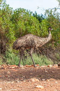 澳大利亚的Emu Bird动物群公园羽毛旅行鸟类国家鸸鹋动物荒野生活图片