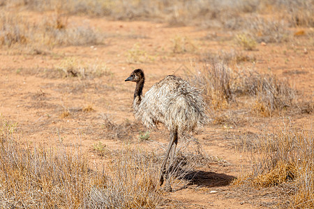 澳大利亚的Emu Bird鸟类岩石动物群沙漠荒野鸸鹋旅行生活野生动物旅游图片