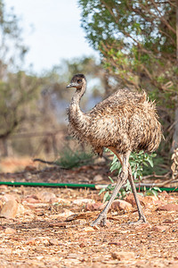 澳大利亚的Emu Bird公园动物群野生动物鸸鹋鸟类岩石生活荒野羽毛旅行图片
