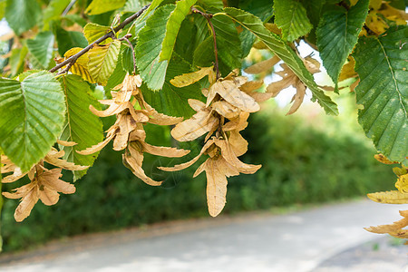 角束树的典型种子叶子黄色植物群季节植物树叶公园环境植物学桦木图片