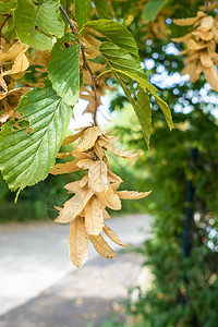 角束树的典型种子树叶绿色森林叶子植物季节公园植物学黄色植物群图片