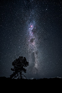 银河夜空下的树新西兰二月图片
