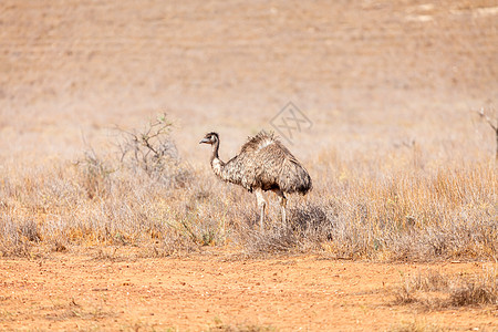 南澳大利亚澳大利亚的Emu Bird荒野动物群国家鸸鹋沙漠羽毛生活公园鸟类旅游背景