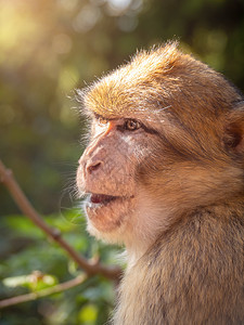 森林中的头发毛皮世界濒危生活人猿动物灵长类生物公园图片