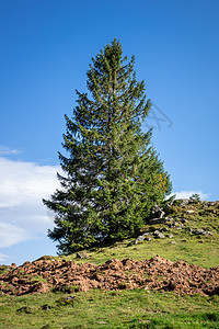 山中孤单的椰枣树山脉岩石草地天空蓝色石头植物季节绿色图片