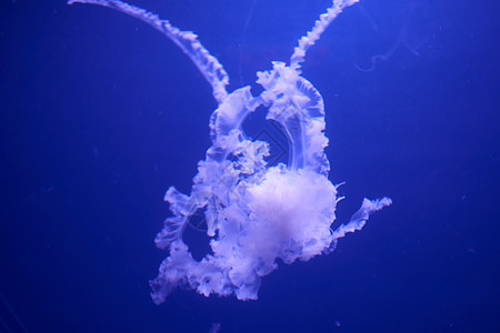 在蓝色上的荧光水母野生动物海蜇潜艇情调水族馆潜水异国冒险动物浮潜图片