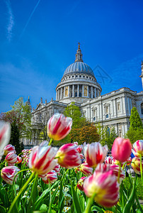 联合王国伦敦圣保罗圣保罗大教堂城市蓝色英语花朵圆顶建筑学宗教郁金香地标旅游图片
