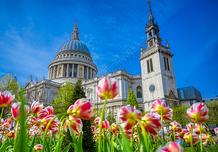 联合王国英国伦敦圣保罗大教堂 英国英格兰旅行郁金香蓝色城市历史性旅游英语大教堂花朵宗教图片