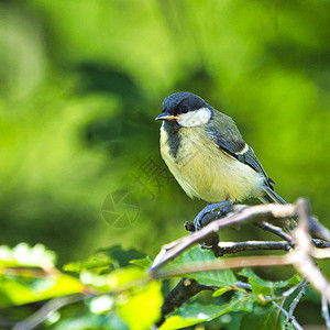 大踏在树上黄色绿色动物俘虏鸣禽单只鸟野生动物山雀图片