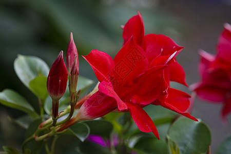 宠物花瓣生长叶子绿色花园季节植物学植物群牵牛花花丝图片