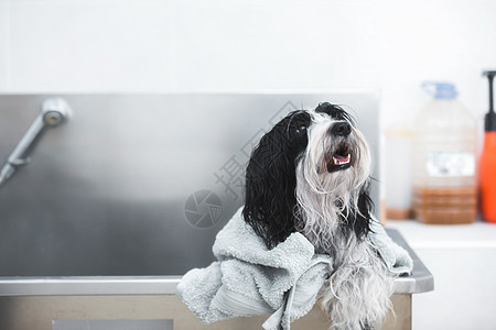 在美容沙龙洗完澡后 带软毛巾的美丽的藏栖野狗有选择性地聚焦图片