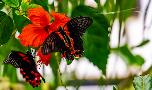 中国芙蓉花上一只红蝴蝶的特写 来自亚洲的热带昆虫图片