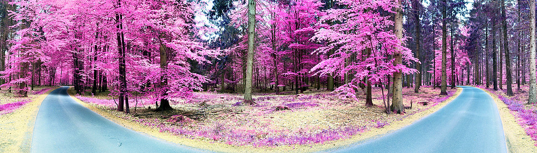 乡村 la 美丽的粉红色和紫色红外线全景反射正方形樱花蓝色公园天空森林树叶木头叶子图片