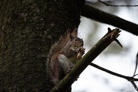灰松鼠在树枝上吃花生木头哺乳动物树叶公园森林动物日光松鼠坚果花园图片
