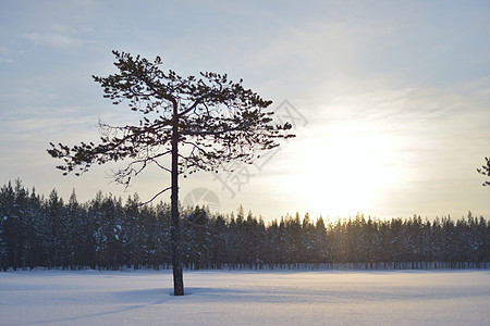 一棵孤树在冰冻的湖中 与太阳和风景相对图片
