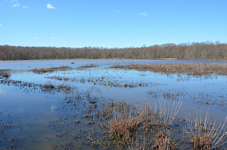在湿地用各种植物浇灌鸭子鸟类动物池塘野生动物树木图片