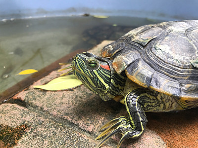乌龟 淡水龟 美丽的乌龟爬虫盔甲濒危海滩宠物环境野生动物淡水婴儿甲壳图片