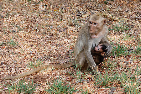 猴子 妈妈抱着小猴子 还有喂养野外的猴子头发荒野丛林猕猴灵长类松鼠旅行寺庙热带婴儿图片