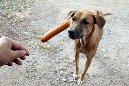 狗和香肠 手拿香肠和棕色狗饿了 饿狗有选择的重点喜悦犬类家庭小吃猎犬食物舌头热狗展示骑士图片