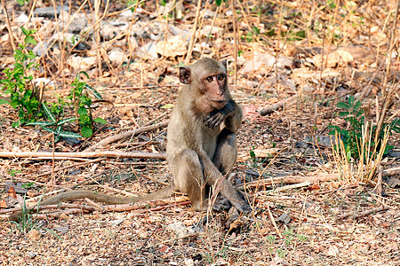 猴子 猴子坐在野外哺乳动物猕猴动物野生动物热带婴儿森林松鼠荒野寺庙图片