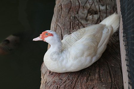 鸭子 白的母鸭 在水面上方的木地板上海鸟动物航班公园农场游泳农民宠物家禽野鸟图片