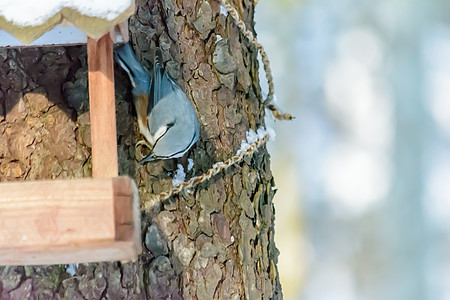 冬天的森林鸟类在饲料附近栖息食物尾巴荒野种子动物群公园天气环境羽毛粮食图片