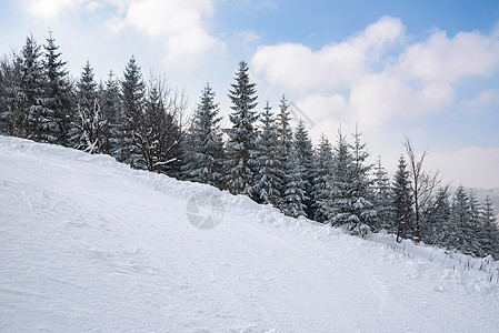 冬天的树木天气假期晴天风景松树降雪旅行阳光天空森林图片