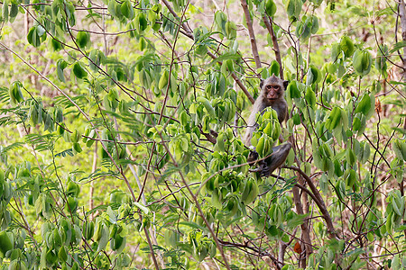 猴子 猴子岛 在热带热带雨林中的树上丛林灵长类哺乳动物森林动物猕猴旅行树木野生动物生活图片